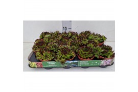 Sempervivum Sempervivum "Boekarest" kleur - groen met zwarte punten