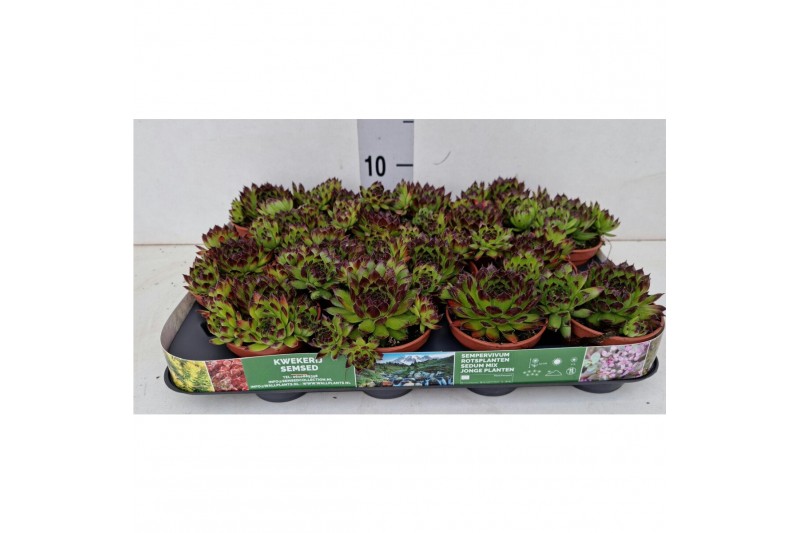 Sempervivum Sempervivum "Boekarest" kleur - groen met zwarte punten Sempervivum Sempervivum "Boekarest" kleur - groen met zwarte punten