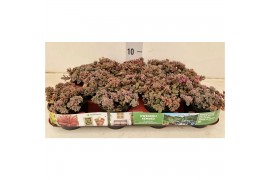 Sedum cyaneum rosenteppich