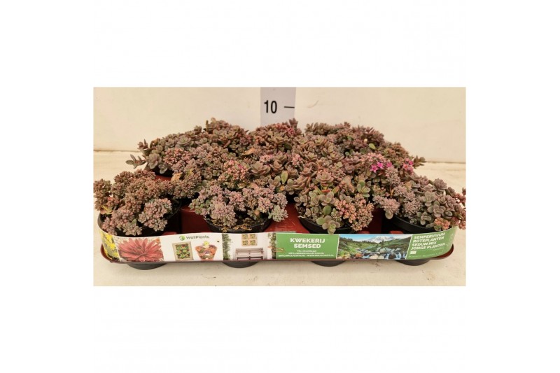 Sedum cyaneum rosenteppich 