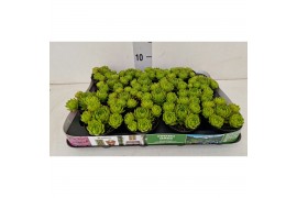Sempervivum tectorum glaucum Jovibarba"