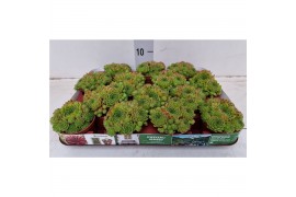Sempervivum Jovibarba