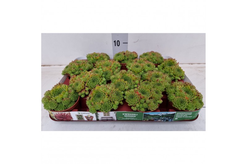 Sempervivum Jovibarba 