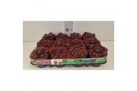 Sempervivum Viena