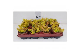 Sedum Sexangulare geel