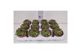 Sempervivum Berlijn