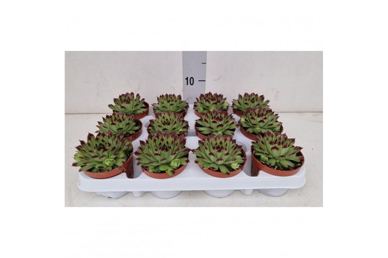 Sempervivum Berlijn 