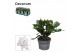 Schlumbergera wit decorum 