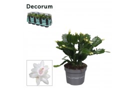 Schlumbergera wit decorum