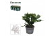Schlumbergera wit decorum 