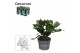 Schlumbergera wit decorum 