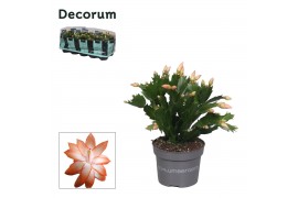 Schlumbergera oranje decorum