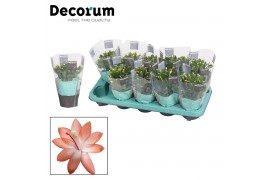 Schlumbergera oranje decorum met hoes