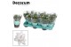 Schlumbergera witte eva White (Malissa) met hoes - Decorum 
