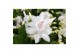 Schlumbergera witte eva White (Malissa) met hoes - Decorum 