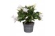 Schlumbergera witte eva White (Malissa) met hoes - Decorum 