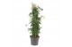 Jasminum polyanthum Piramide - 500+ bloem 