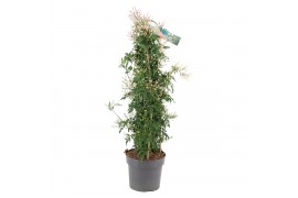 Jasminum polyanthum Piramide - 500+ bloem