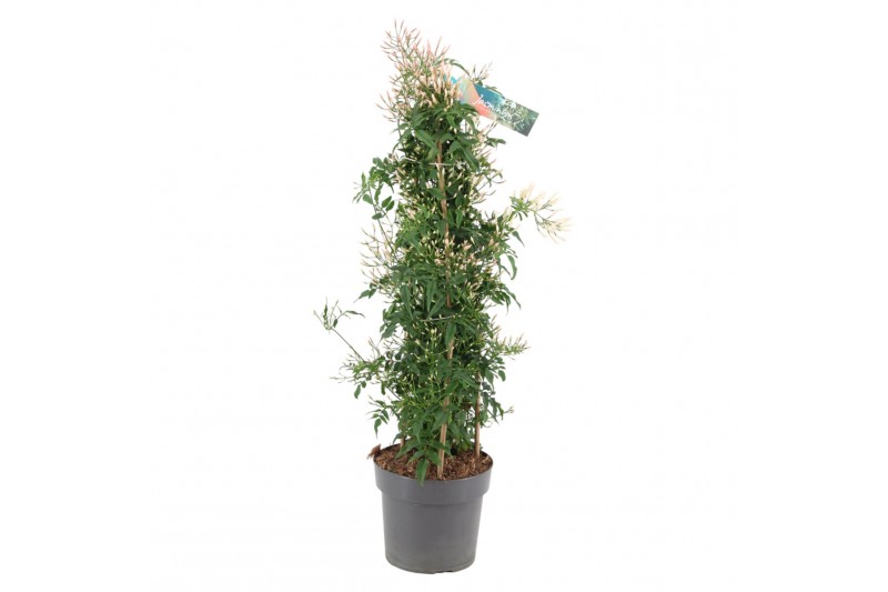 Jasminum polyanthum Piramide - 500+ bloem 