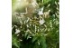 Jasminum polyanthum Piramide - 500+ bloem 
