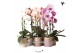 Phalaenopsis elegant cascade 1 tak niagara fall mix kolibri orchids 