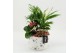 Arrangementen kamerplanten MDCR-2542RZ Moederdag creatie 4 pp 