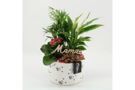 Arrangementen kamerplanten MDCR-2542RZ Moederdag creatie 4 pp