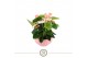 Anthurium andr. spirit table schaal in lucca keramiek 