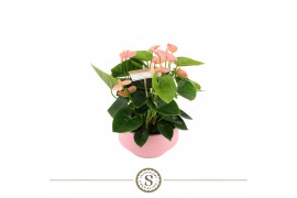 Anthurium andr. spirit table schaal in lucca keramiek