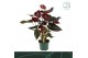 Anthurium andr. delicata 6 bloem 