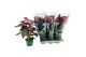 Anthurium andr. delicata 6 bloem 