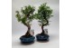 Bonsai mix Metasequoia + Pseudolarix S-shape mix 