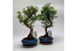 Bonsai mix Metasequoia + Pseudolarix S-shape mix