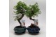 Bonsai mix Metasequoia + Pseudolarix S-shape Bonsaimix 20 cm 