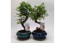 Bonsai mix Metasequoia + Pseudolarix S-shape Bonsaimix 20 cm