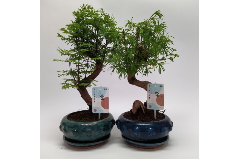 Bonsai mix Metasequoia + Pseudolarix S-shape Bonsaimix 20 cm Bonsai mix Metasequoia + Pseudolarix S-shape Bonsaimix 20 cm