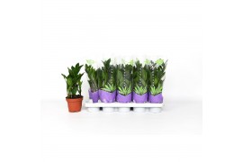 Zamioculcas zamiifolia 3+ veren - 35cm - Bedrukte hoes