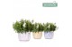 Campanula port. ambella white Campanula Addenda White in Granada pot m 