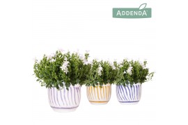 Campanula port. ambella white Campanula Addenda White in Granada pot m