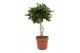 Schefflera arboricola gold capella op stam 
