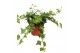 Hedera natasja helix 9pp - 20-25cm Rank 