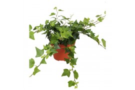 Hedera natasja helix 9pp - 20-25cm Rank