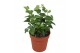 Hedera anna helix 7pp - 7-9cm Rank 