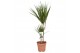 Dracaena marginata 2pp - 30-15 