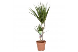 Dracaena marginata 2pp - 30-15