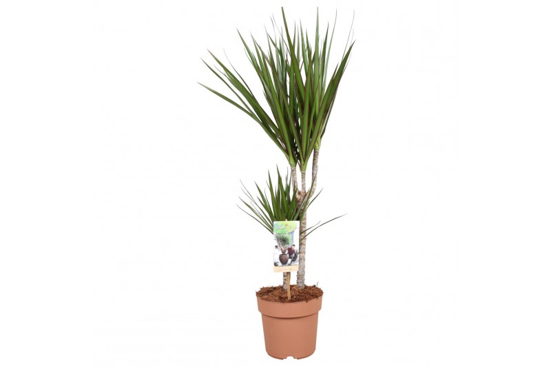 Dracaena marginata 2pp - 30-15 