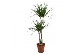 Dracaena marginata 2pp - 60-30