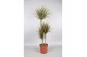 Dracaena marg. bicolor 3pp - 60-30-15 