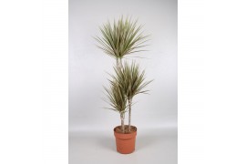 Dracaena marg. bicolor 3pp - 60-30-15