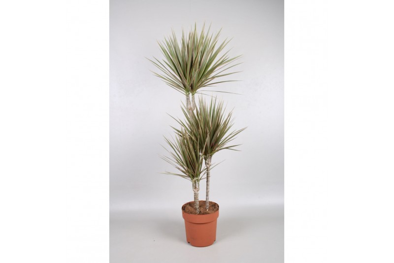 Dracaena marg. bicolor 3pp - 60-30-15 